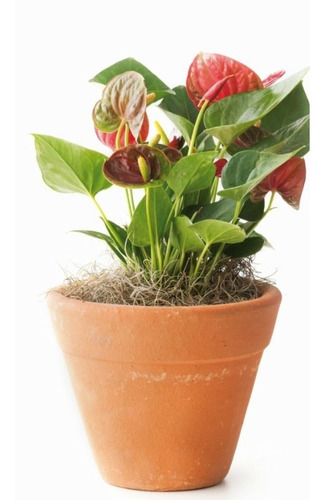 Vaso Para Plantas 21cm X 20 Cm
