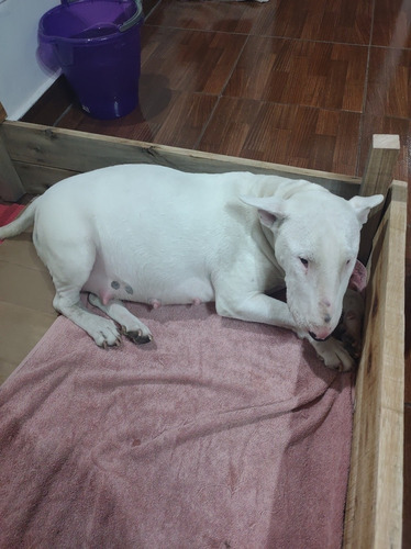 Imagen 3 de 5 de Bull Terrier Ingles