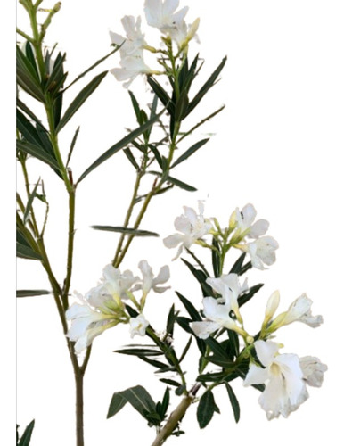 Laurel De Flor Blanco