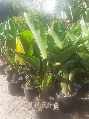 Imagen 3 de 9 de Strelitzia Nicolai (ave Del Paraíso Gigante) 15lts