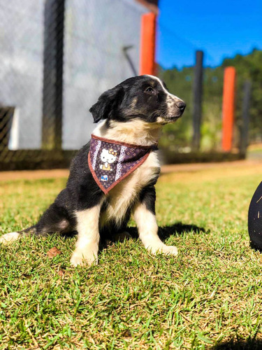 Imagem 3 de 4 de Vende-se Filhotes Border Collie
