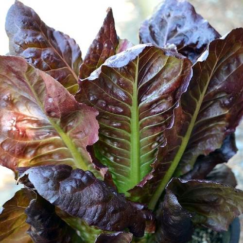 200 Semillas De Lechuga Rouge De Hiver - Roja De Invierno