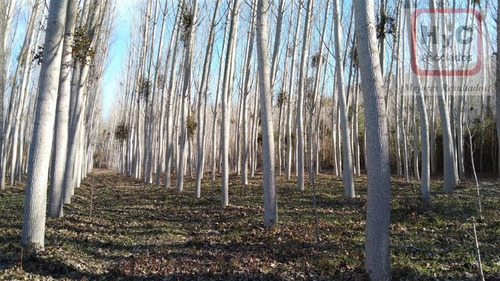 Imagen 8 de 21 de Venta Terreno 7500 M2 Con Bosque, En Idahue ¡mejor Precio!