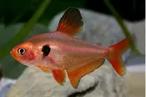 Comprar Pct. Cu002F 10 Peixes Tetra Mato Grosso -aquário- Água Doce 