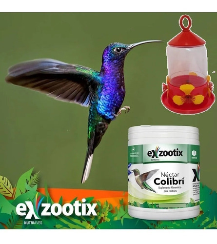 Imagen 6 de 9 de Alimento Nectar Picaflor Colibri Exzootix + Bebedero Kit
