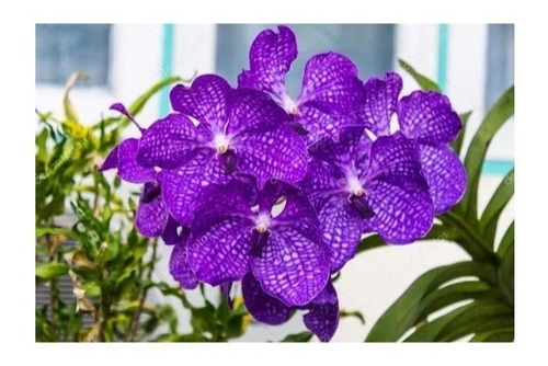 Muda Joven Orquidea Vanda Lindas Varias Cores Promocao