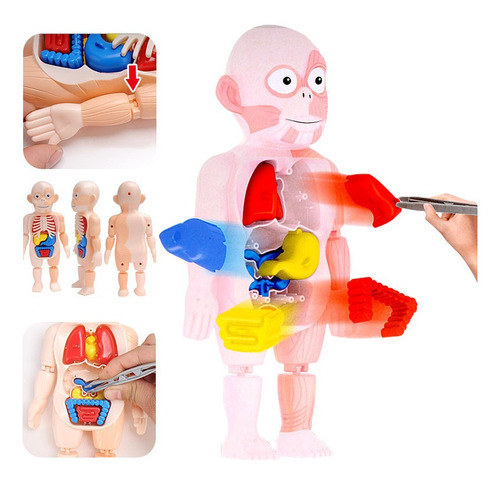 Rompecabezas 3d Montessori, Juguete De Anatomía Del Cuerpo H