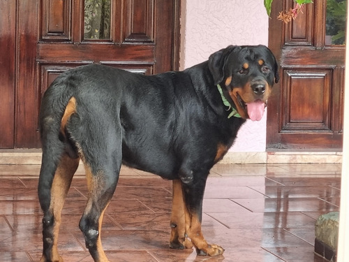 Hermoso Rottweiler De 3 Años Para La Monta