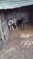 Comprar Cachorra Gran Danés 5 Meses Todas Las Vacunas