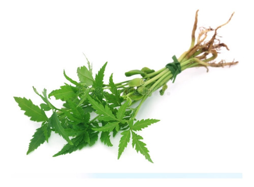 Imagen 2 de 4 de Neem Azadirachta Indica. Plantulas
