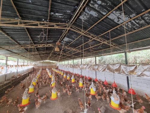 Imagen 7 de 14 de En Venta Hermosa Granja Sector Los Ranchos Vías Las Guamas