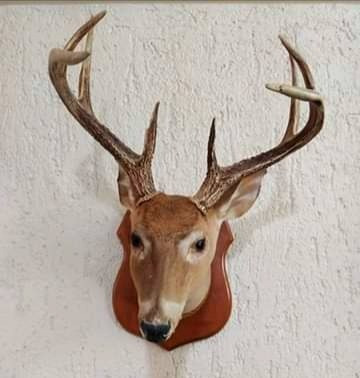Cabeza De Siervo O Venado Disecada. Taxidermia