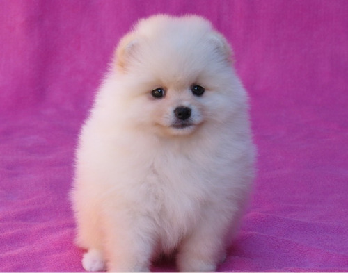 Filhote Spitz Alemão Anão Femea Lulu Da Pomerania Spitiz