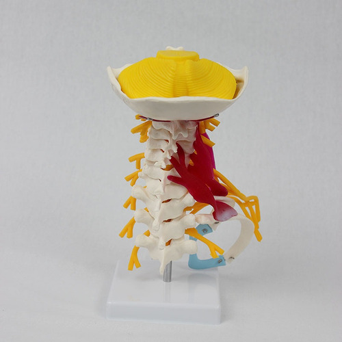 Modelo Muscular Cervical De Alto Nivel Del Cuerpo Humano