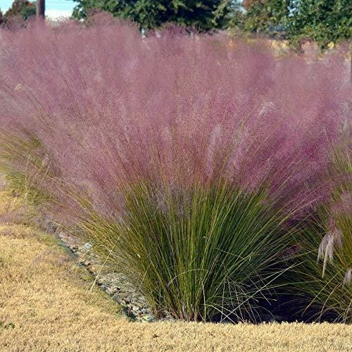 Outsidepride Pink Muhly Ornamental Grass Plant Semillas - 50