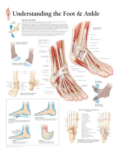 Libro:  Understanding The Foot & Ankle Chart: Wall Chart