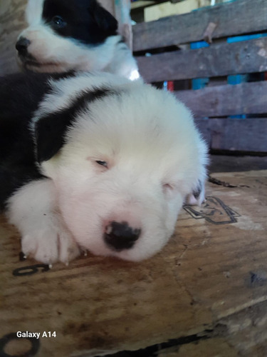 Cachorros Border Collie