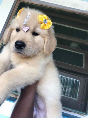 Macho De Golden Retriever