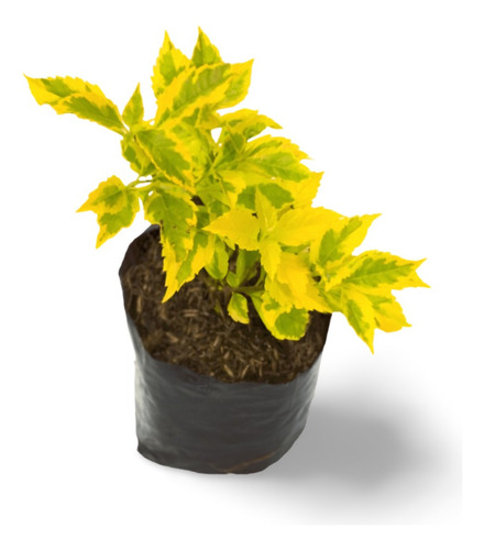 Planta Duranta Morada Planta