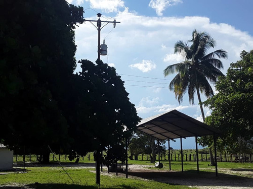 Imagen 7 de 14 de Finca En Venta - El Manteco, Estado Bolivar Fl