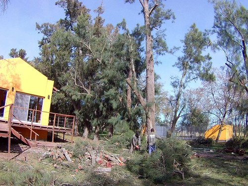 Poda De Árboles En Altura 1132866416. Dezmalezados.