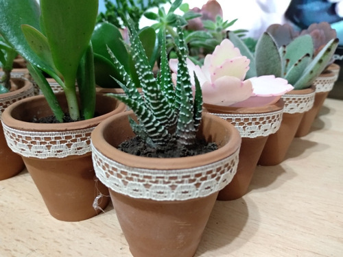 10 Mini Cactus Suculentas Souvenirs N5 Eventos Isiflor