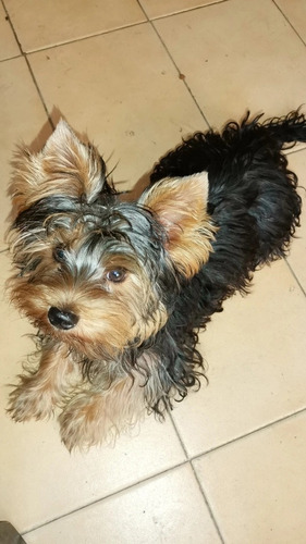  Cachorro Yorshire Terrier Yorkie Yorky