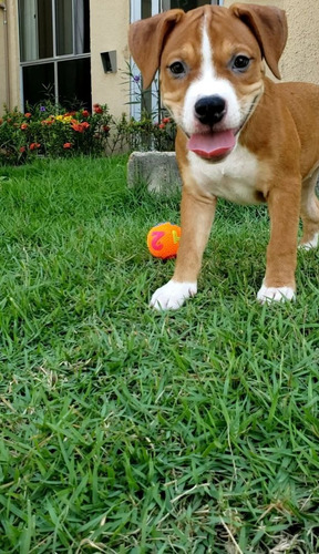 Imagem 5 de 5 de American Bully