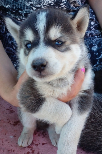 Cachorros Siberiano  Puros Entrega  Inmediata  