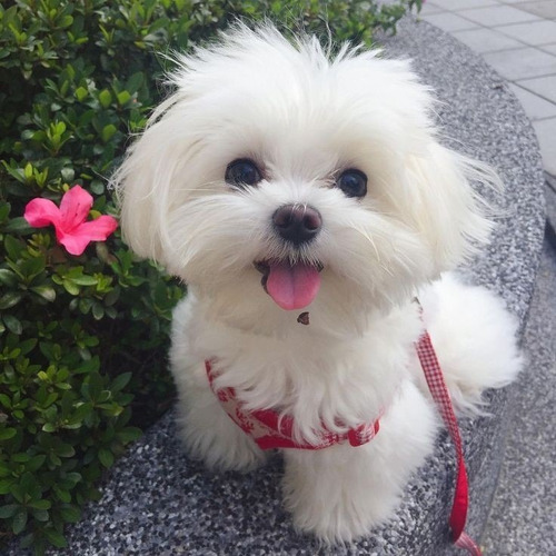Malteses