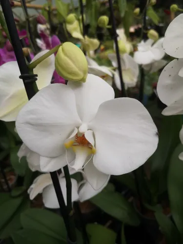 Orquídea Phalaenopsis Premium - Orquídea Mariposa