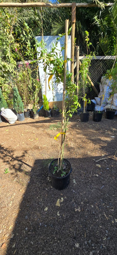 Jazmín Español (jasminum Grandiflorum) 1.3 M Gratis A Rm