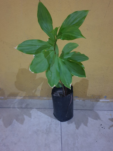 Planta Insulina Natural Costus Igneus (chamaecostus)