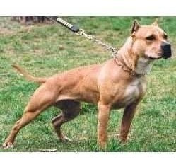 Adestramento De Cães Em 3 Dvds Para Todos Os Cachorro Ikl