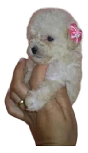 Caniche Toy Hembra Blanca Nieve 60dias, Papa Microtoy
