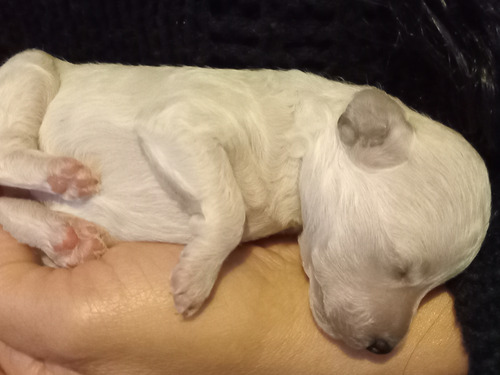 Caniche Micro Toy.mini Toy Blanco