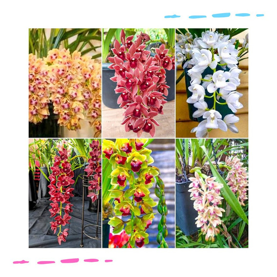 Orquideas | MercadoLivre 📦