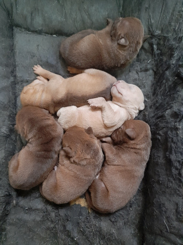 Shar Pei Cachorros 