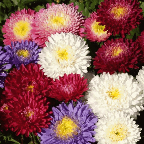 30 Semillas Mix De Aster Doble China Callistephus Chinensis