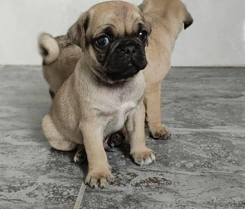 Imagen 3 de 3 de Pug Carlino Macho !!!