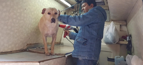 Imagen 3 de 5 de Peluqueria Canina Móvil Washcan