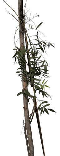 Ñapinda - Acacia Bonariensis- Cercos Nativos