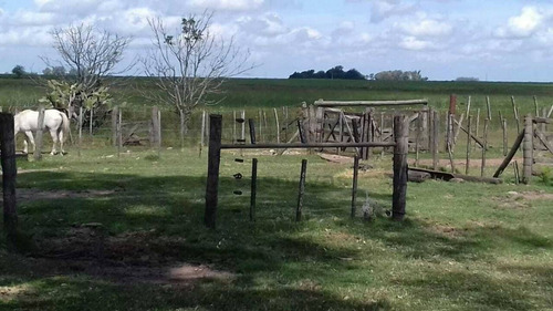 Imagen 3 de 15 de Venta Campo Mixto En Pergamino 27 Hectareas