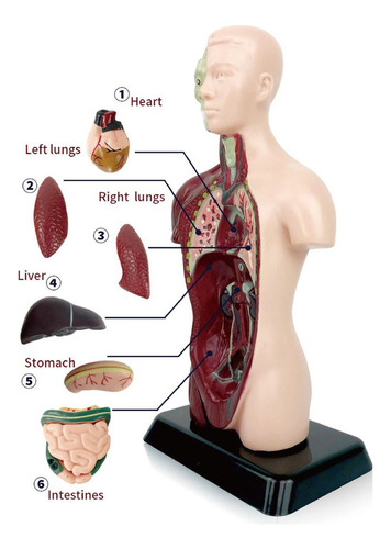 Modelo Corporal Do Torso Humano, Anatomia Anatômica Interna
