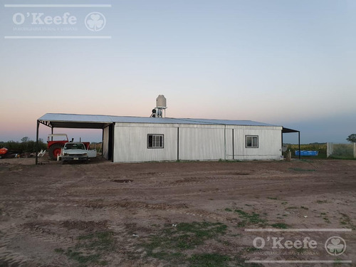 Imagen 13 de 26 de Chacra En Venta En San Nicolas De Los Arroyos - Plantación De Nuez Pecan En Producción