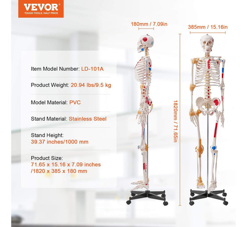 Modelo Esqueleto Humano Tamaño Real Anatomía Pvc 71.65 PuLG