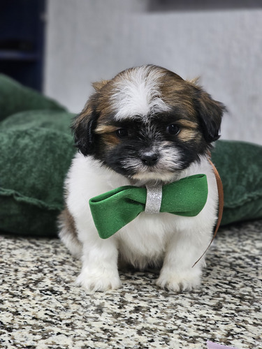 Malshi Cachorros Super Tiernos Tricolor