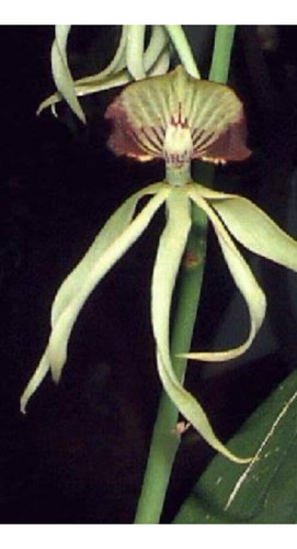 Paquete De 10 Orquideas A Elegir!!!