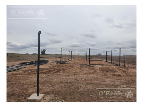 Imagen 12 de 26 de Chacra En Venta En San Nicolas De Los Arroyos - Plantación De Nuez Pecan En Producción