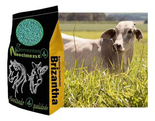 2kg Sementes Incrustadas Brizantha Marandu Alta Performance